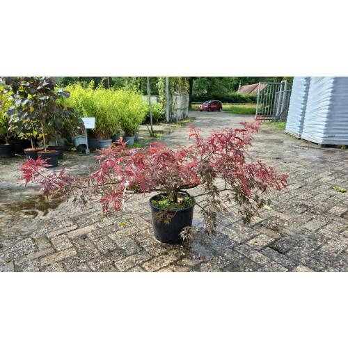 Acer pal. Garnet | Japanse Esdoorn