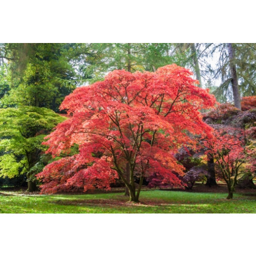 Acer palmatum | Japanse Esdoorn