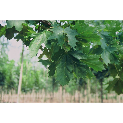 Acer platanoides | Noorse esdoorn