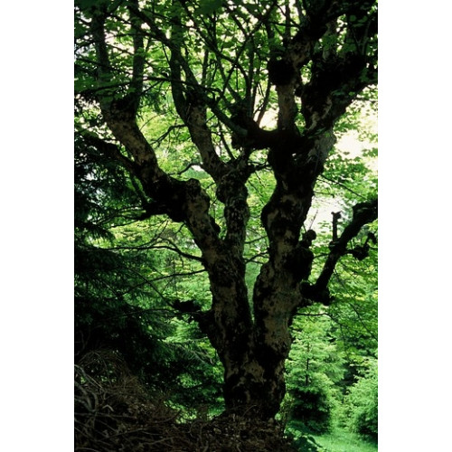 Acer pseudoplatanus - Gewone esdoorn - boom
