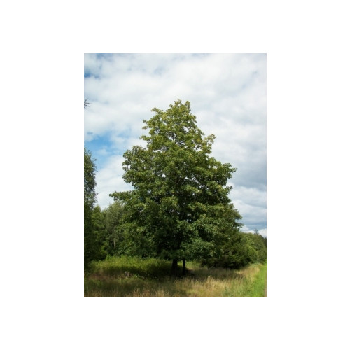 Acer pseudoplatanus | Gewone esdoorn