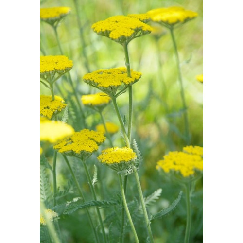 Achillea filipendulina Cloth of Gold - Duizendblad