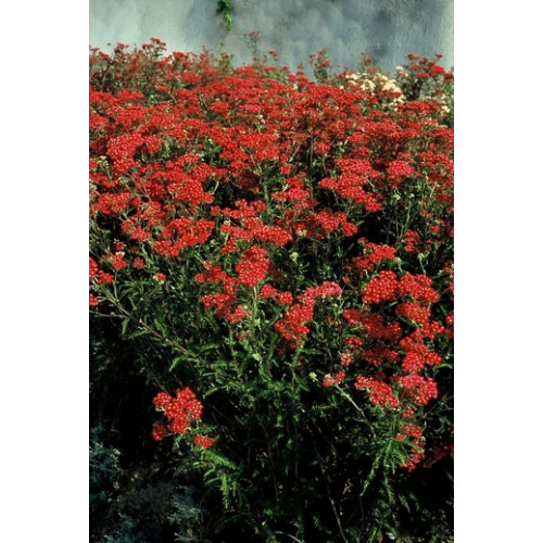 Achillea Paprika - Duizendblad - 