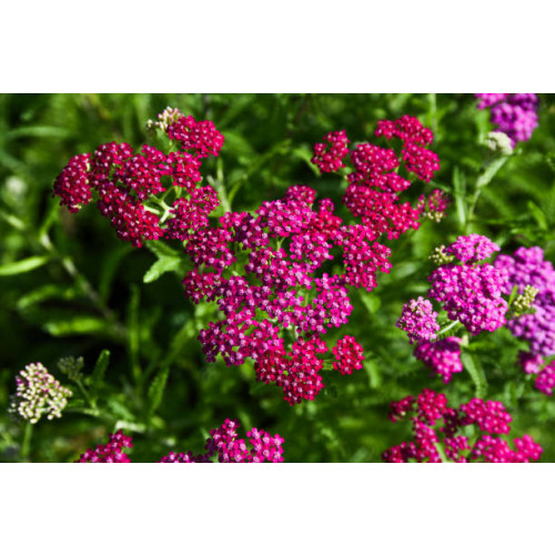 Achillea Tutti Frutti Pomegranate