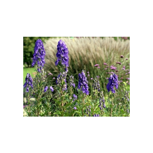 Aconitum carm. 'Arendsii' - Monnikskap