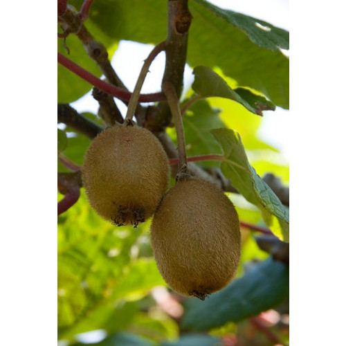 Actinidia deliciosa 'Jenny' Zelfbestuivende kiwi
