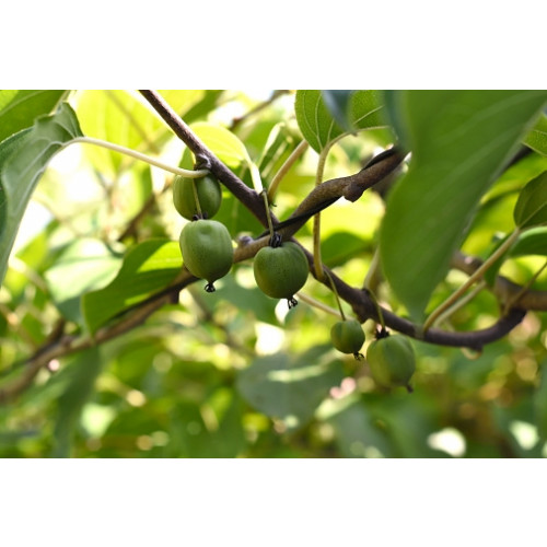 Actinidia kolomikta | Kiwi