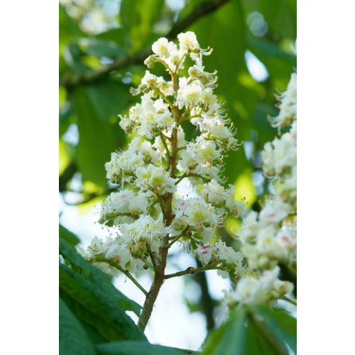 Aesculus hippocastanum - witte paardenkastanje - boom