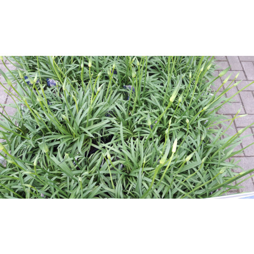 Agapanthus afr. Albus - Afrikaanse lelie