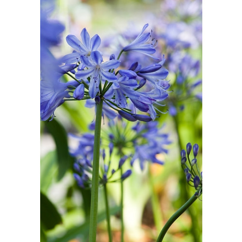 Agapanthus 'Navy Blue' - Afrikaanse Lelie