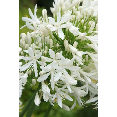 Agapanthus 'Silberpfeil' - Afrikaanse Lelie