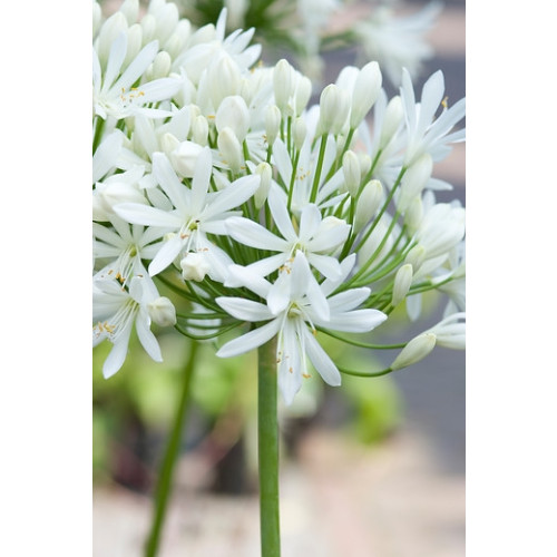 Agapanthus 'Polar Ice' - Afrikaanse Lelie