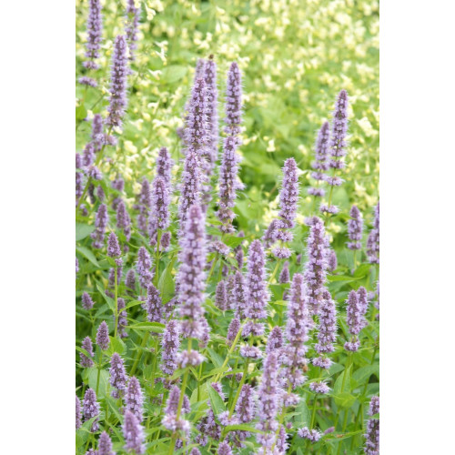 Agastache 'Black Adder' - Dropplant - 