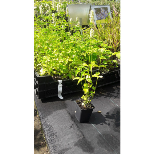 Agastache rugosa Alabaster - Dropplant - 