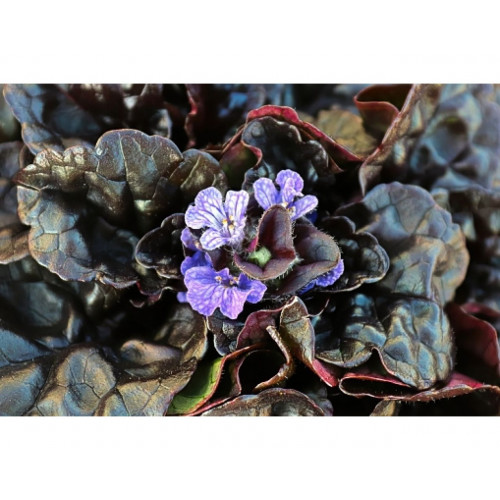 Ajuga reptans Black Scallop -  Kruipend  Zenegroen