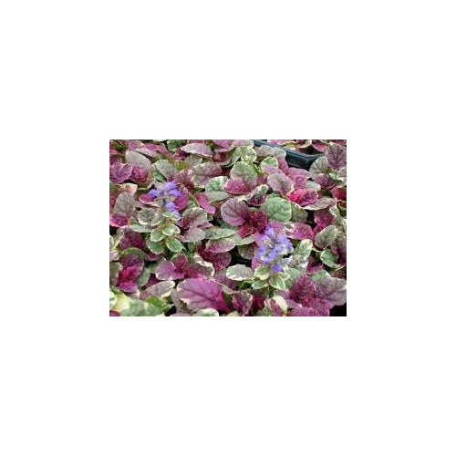 Ajuga Reptans Burgundy Glow - Kruipend  Zenegroen