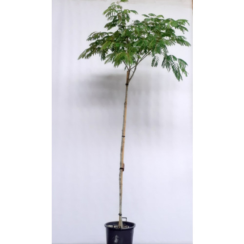 Albizia julibrissin - Perzische slaapboom