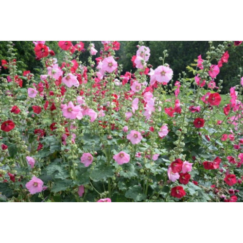 Stokrozen | Alcea rosea