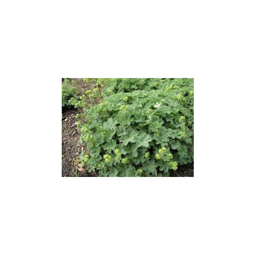 Alchemilla erythropoda - Vrouwenmantel - 