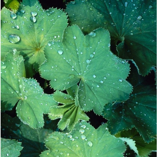 Alchemilla mollis - Vrouwenmantel - 