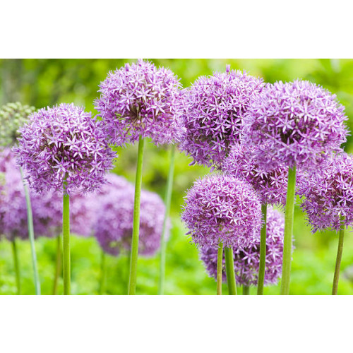 Allium Millenium - Sierui