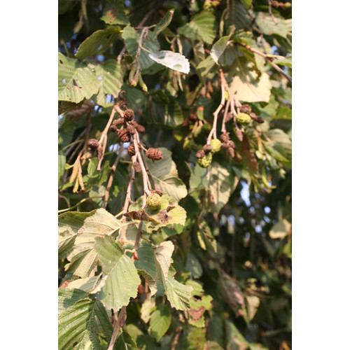 Alnus incana - Witte els