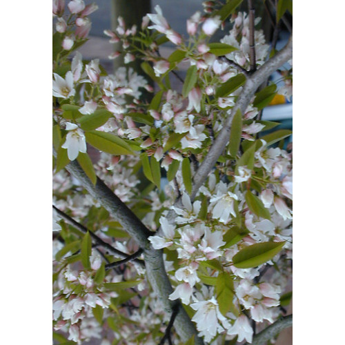 Amelanchier lamarckii - Krent