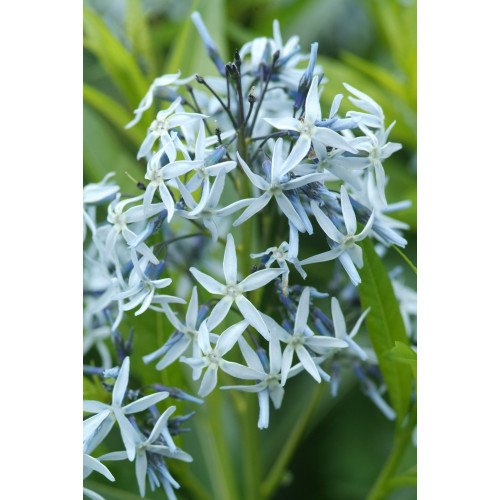 Stermaagdenpalm - Amsonia Bleu ice