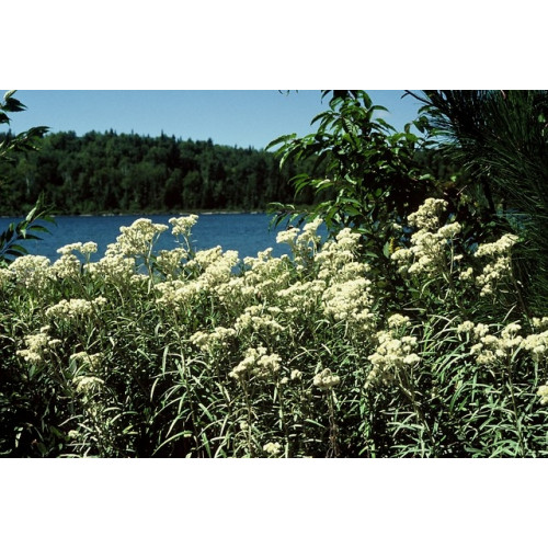 Anaphalis margaritacea - Prachtrozenkransje