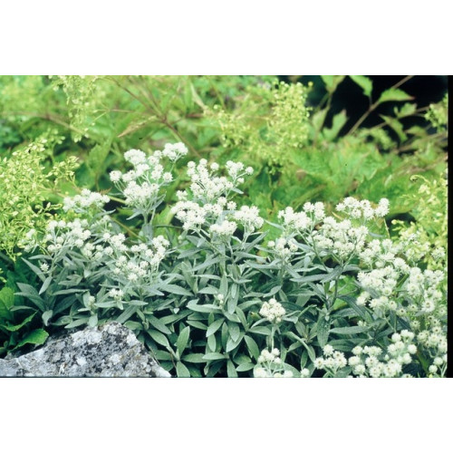 Anaphalis tripl. Sommerschnee - Siberische Edelweiss