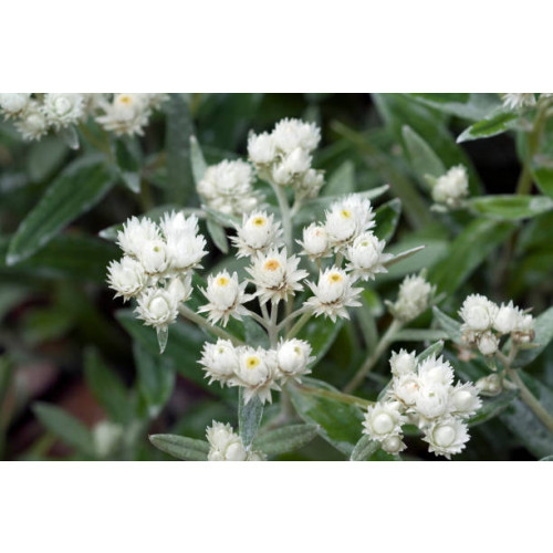 Anaphalis triplinervis - Siberische edelweiss