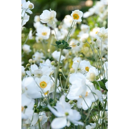 Anemone 'Honorine Jobert' - herfstanemoon