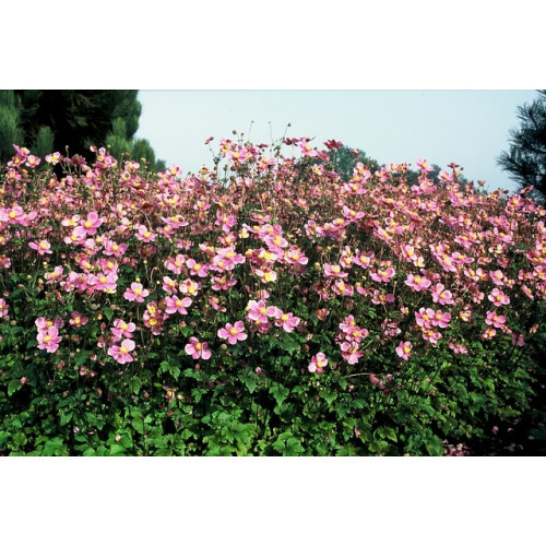 Anemone hup. September charm - Herfstanemoon