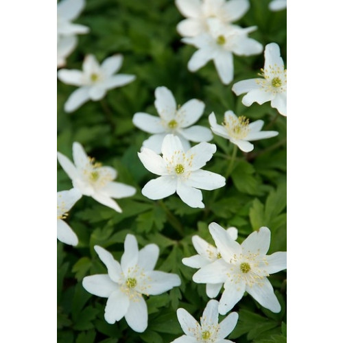 Anemone sylvestris - Anemoon - 