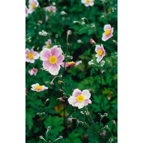 Anemone tom. 'Robustissima' - Anemoon