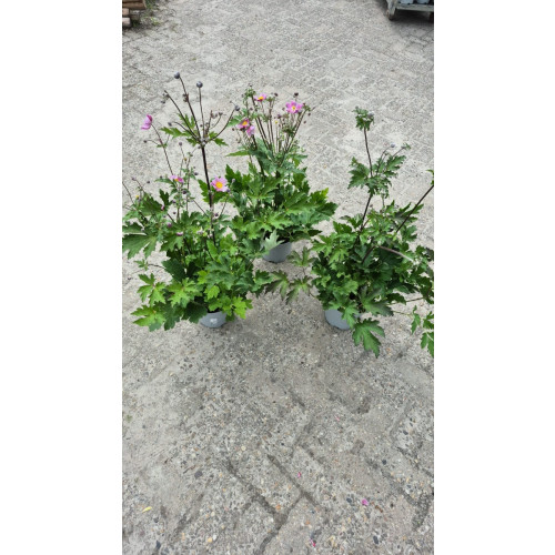 Anemone Köningin Charlotte - Anemoon