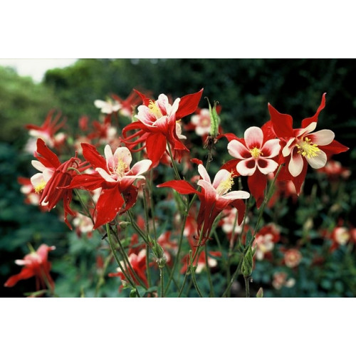 Aquilegia Crimson Star - Akelei - 