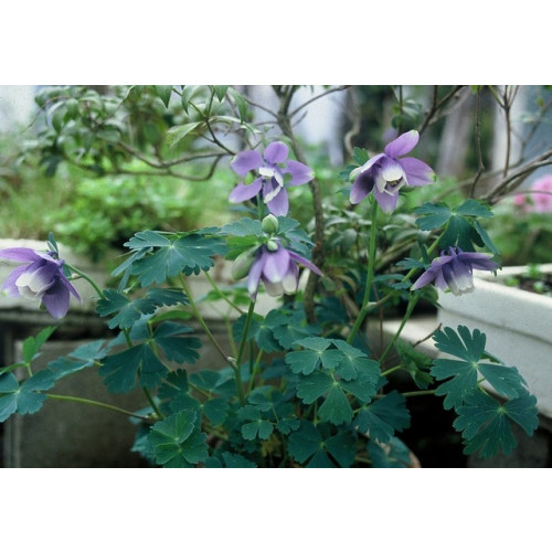 Aquilegia flabellata Ministar - Akelei - 