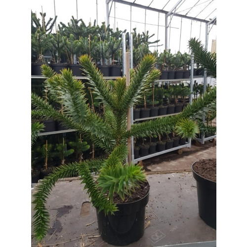 Araucaria araucana | Apenboom | Slangenden
