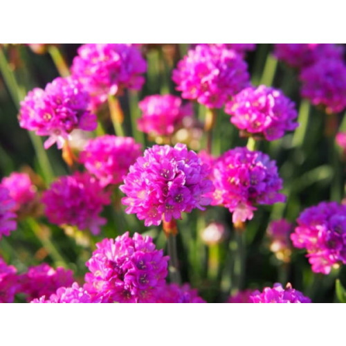 Armeria maritima Dusseldorfer Stolz - Engels gras