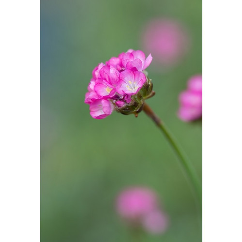 Armeria juniperifolia - Engels gras - 