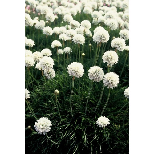 Armeria maritima Alba - Engels gras