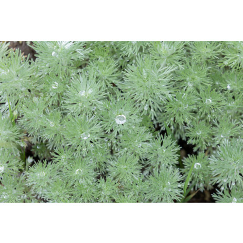 Artemisia schmidtiana Nana - Bijvoet