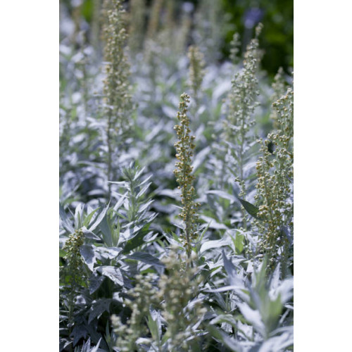 Artemisia lud. Silver Queen - Westerse Bijvoet