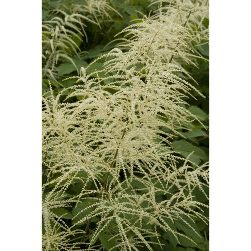 Aruncus dioicus Kneiffii - Geitebaard