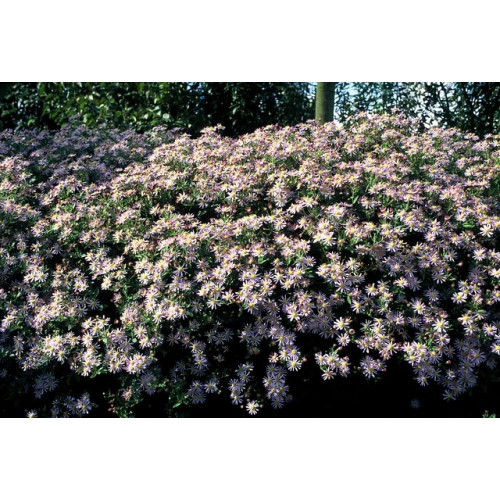 Aster ageratoidus Asran