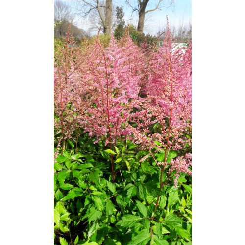 Astilbe chinensis Pumila- Pluimspirea