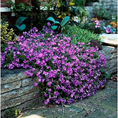 Aubrieta Hybride 'Hamburger Stadtpark' - Blauwkussen