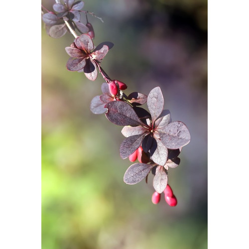 Stikkelpakket - 15 m.