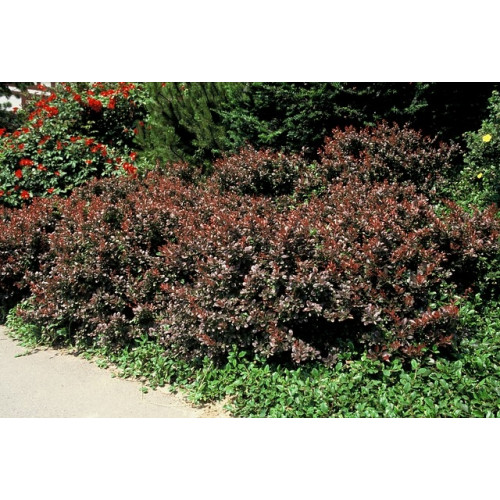 Zuurbes - Berberis thunbergii Atropurpurea Nana